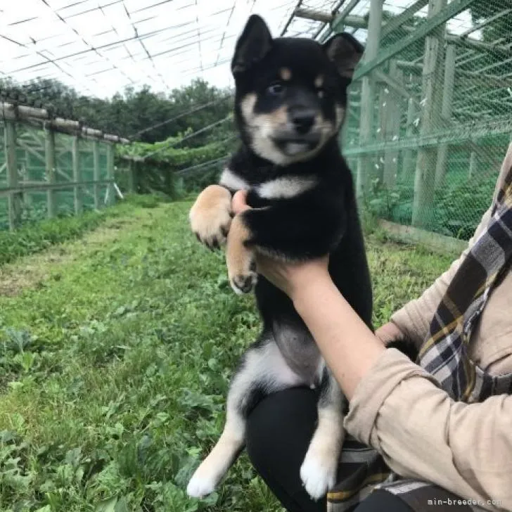 柴犬(標準サイズ)【宮城県・女の子・2022年5月11日・黒】の写真1「耳が立つまでもう少しです。7/14」