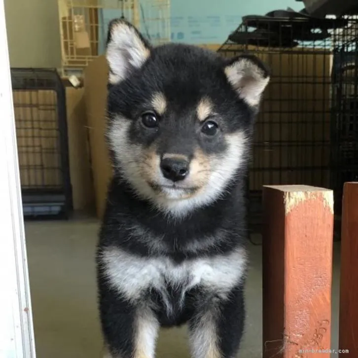 柴犬(標準サイズ)【宮城県・男の子・2022年4月2日・黒】の写真1