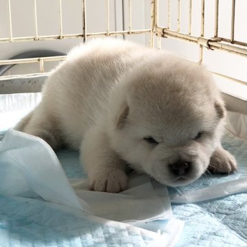 柴犬(標準サイズ)【宮城県・男の子・2024年9月7日・白】の写真「白柴の男の子」