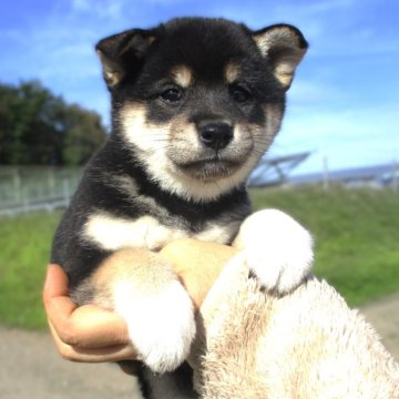 柴犬(標準サイズ)【宮城県・女の子・2024年9月7日・黒】の写真「元気な黒柴の女の子が産まれました」