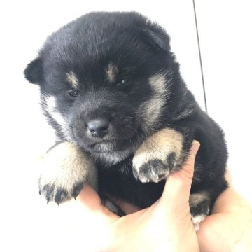 柴犬(標準サイズ)【宮城県・男の子・2023年12月21日・黒】の写真「黒柴の男の子」