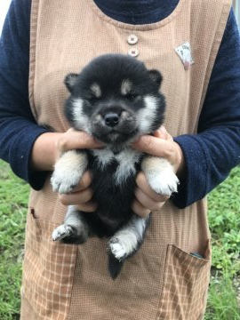 柴犬(標準サイズ)【宮城県・女の子・2021年7月25日・黒】の写真「可愛いく育っています。」