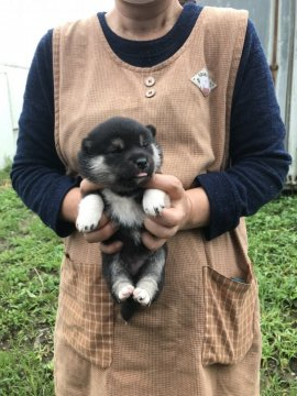 柴犬(標準サイズ)【宮城県・女の子・2021年7月25日・黒】の写真「可愛いく育っています。」