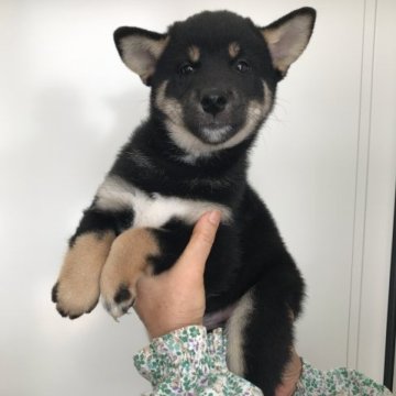 柴犬(標準サイズ)【宮城県・男の子・2023年7月2日・黒】の写真「おとなしい性格の元気な黒柴の男の子」