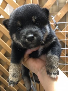 柴犬(標準サイズ)【宮城県・女の子・2022年4月2日・黒】の写真「良血統。両親共遺伝子検査クリア。」