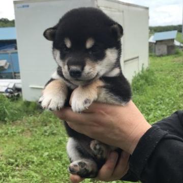 柴犬(標準サイズ)【宮城県・男の子・2022年6月20日・黒】の写真「黒柴のオス君です。元気に成長中です。」