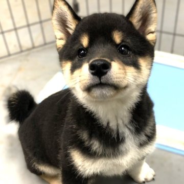 柴犬(標準サイズ)【宮城県・男の子・2024年3月8日・黒】の写真「元気な黒柴の男の子」