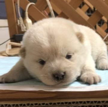 柴犬(標準サイズ)【宮城県・女の子・2023年4月8日・白】の写真「白柴の女の子姉妹」