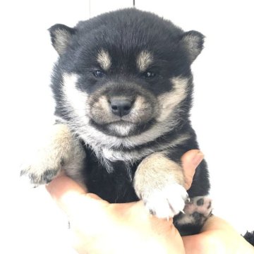 柴犬(標準サイズ)【宮城県・女の子・2023年12月21日・黒】の写真「黒柴の女の子」