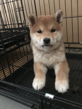 柴犬(標準サイズ)【宮城県・女の子・2020年8月26日・赤】の写真「父親の親、各種賞受賞。両親共に遺伝子検査クリア」