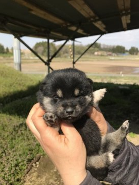 柴犬(標準サイズ)【宮城県・女の子・2022年4月2日・黒】の写真「良血統。両親共遺伝子検査クリア。」