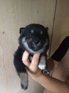 柴犬(標準サイズ)【宮城県・女の子・2020年8月16日・黒】の写真「両親の親、各種賞受賞。
両親共に遺伝子検査クリア」