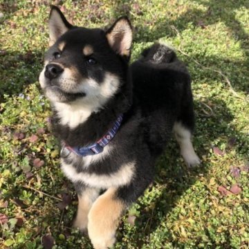 柴犬(標準サイズ)【宮城県・男の子・2022年12月17日・黒】の写真「両親共黒柴、遺伝子検査クリア」