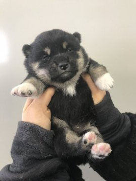 柴犬(標準サイズ)【宮城県・女の子・2021年1月12日・黒】の写真「美犬の予想！　両親共遺伝子検査クリア！」