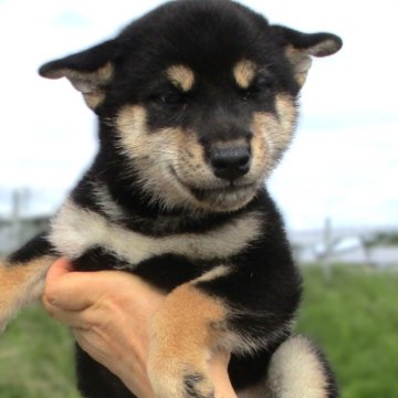 柴犬(標準サイズ)【宮城県・女の子・2024年7月24日・黒】の写真「元気な黒柴の女の子」