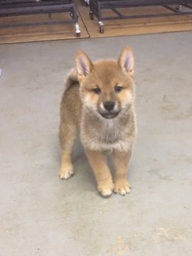 柴犬(標準サイズ)【宮城県・男の子・2021年7月21日・赤】の写真「元気に育ってます。男の子❣️」