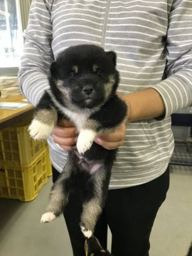 柴犬(標準サイズ)【宮城県・男の子・2021年7月21日・黒】の写真「配色がきれいな元気な男の子❣️」