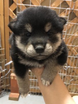 柴犬(標準サイズ)【宮城県・女の子・2022年4月2日・黒】の写真「良血統。両親共遺伝子検査クリア。」