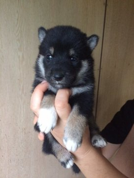 柴犬(標準サイズ)【宮城県・男の子・2020年8月16日・黒】の写真「両親の親、各種賞受賞。両親共に遺伝子検査クリア」