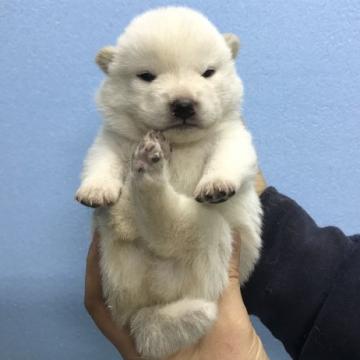 柴犬(標準サイズ)【宮城県・男の子・2022年10月7日・白】の写真「白柴の男の子」