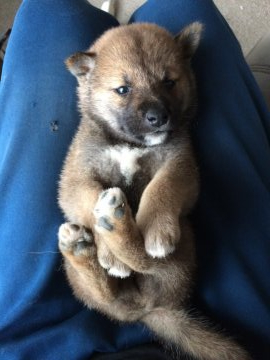 柴犬(標準サイズ)【宮城県・男の子・2019年7月29日・赤】の写真「母親犬と飼育員の愛情を受けて、すくすく育っています」