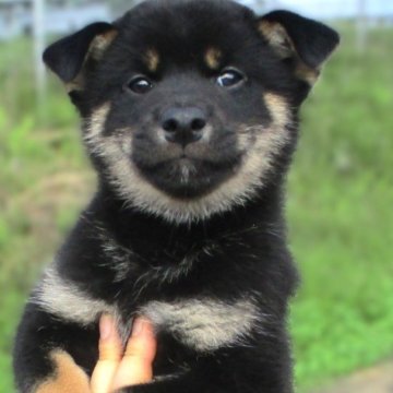 柴犬(標準サイズ)【宮城県・男の子・2024年7月24日・黒】の写真「元気な黒柴の男の子」