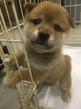 柴犬(標準サイズ)【宮城県・男の子・2021年7月21日・赤】の写真「元気に育ってます。男の子❣️」