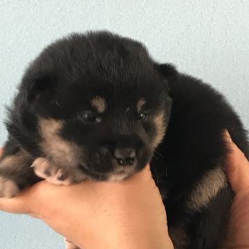 柴犬(標準サイズ)【宮城県・男の子・2022年6月15日・黒】の写真「黒柴のオス君です。元気に成長中です。」