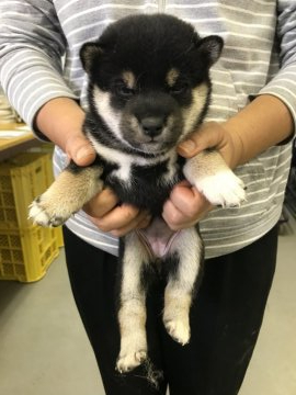 柴犬(標準サイズ)【宮城県・女の子・2021年7月12日・黒】の写真「三姉妹ですくすく成長中❣️」