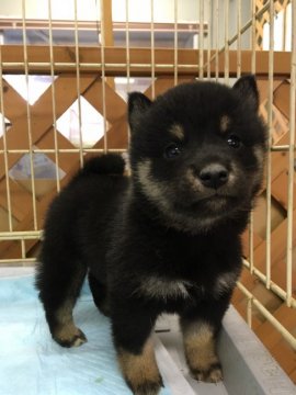 柴犬(標準サイズ)【宮城県・男の子・2020年8月29日・黒】の写真「両親共に遺伝子検査クリア。
3兄妹で生まれました」