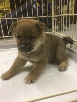 柴犬(標準サイズ)【宮城県・男の子・2021年7月21日・赤】の写真「元気に育ってます。男の子❣️」