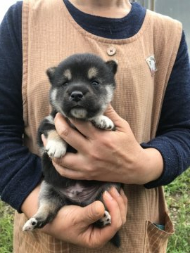 柴犬(標準サイズ)【宮城県・男の子・2021年7月25日・黒】の写真「可愛いく育っています。」