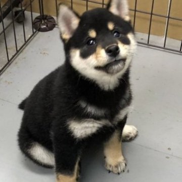 柴犬(標準サイズ)【宮城県・男の子・2023年1月16日・黒】の写真「両親共黒柴、遺伝子検査クリア　な男の子」