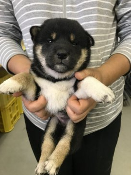 柴犬(標準サイズ)【宮城県・女の子・2021年7月12日・黒】の写真「三姉妹ですくすく成長中❣️」