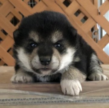 柴犬(標準サイズ)【宮城県・女の子・2023年3月25日・黒】の写真「黒柴の女の子　3姉妹」