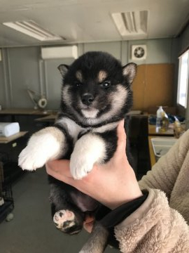 柴犬(標準サイズ)【宮城県・女の子・2021年10月16日・黒】の写真「両親共遺伝子検査クリア。元気ハツラツ。」