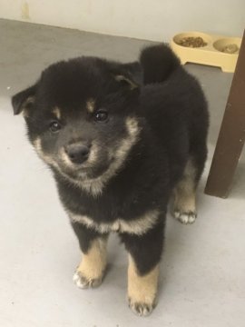 柴犬(標準サイズ)【宮城県・男の子・2021年2月9日・黒】の写真「良血統の美雄。」