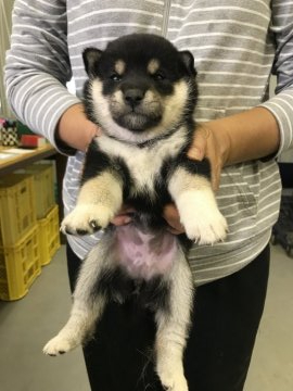 柴犬(標準サイズ)【宮城県・女の子・2021年7月12日・黒】の写真「三姉妹ですくすく成長中❣️」