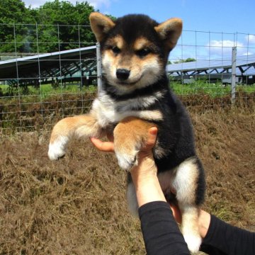 柴犬(標準サイズ)【宮城県・女の子・2024年3月8日・黒】の写真「元気な黒柴の女の子」