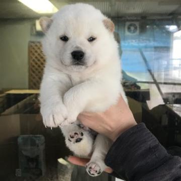 柴犬(標準サイズ)【宮城県・男の子・2022年10月13日・白】の写真「白柴の男の子」