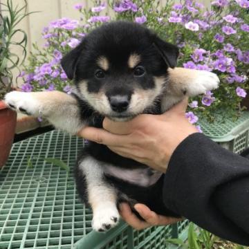 柴犬(標準サイズ)【宮城県・男の子・2022年6月15日・黒】の写真「黒柴のオス君です。元気に成長中です。」