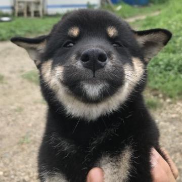 柴犬(標準サイズ)【宮城県・男の子・2022年6月20日・黒】の写真「黒柴のオス君です。元気に成長中です。」