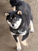 柴犬(標準サイズ)【・女の子・2024年7月11日・黒】