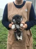 柴犬(標準サイズ)【宮城県・女の子・2021年7月25日・黒】の写真2