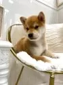 柴犬(標準サイズ)【神奈川県・男の子・2025年1月29日・赤】の写真4「おすまししてるとキリッとしてますね^ ^」