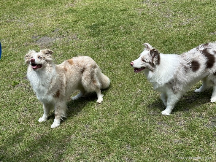 田中　結花(たなか　ゆか)ブリーダー(長野県・ボーダーコリーなど・JKC登録)の紹介写真2