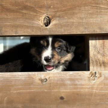 ボーダーコリー【長野県・男の子・2023年2月21日・トライカラー】の写真「両親共に外産スーパー血統！」