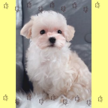 チワマルプー(マルチーズ×チワプー)【福岡県・男の子・2024年10月29日・クリーム】の写真「美犬✨クリームのきれいな被毛✨」