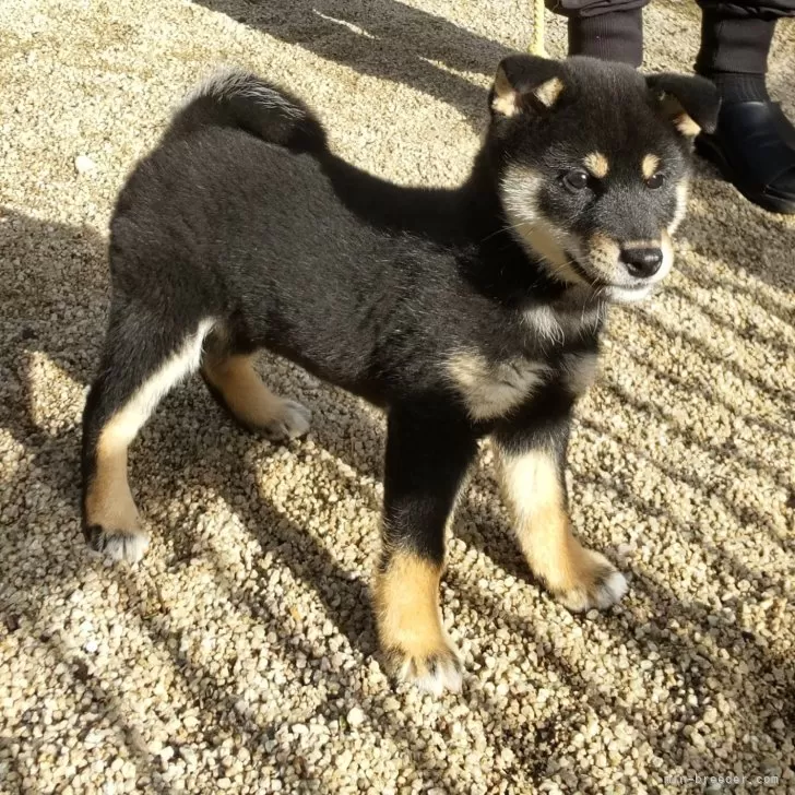 柴犬(標準サイズ)【島根県・女の子・2024年10月3日・黒】の写真1「３頭兄妹の女の子です。」