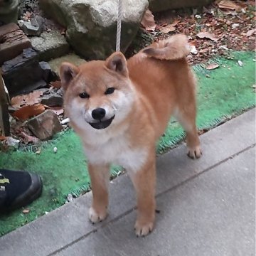 柴犬(標準サイズ)【島根県・男の子・2024年8月29日・赤】の写真「奇麗な赤毛です。サイズ極小な仔。」